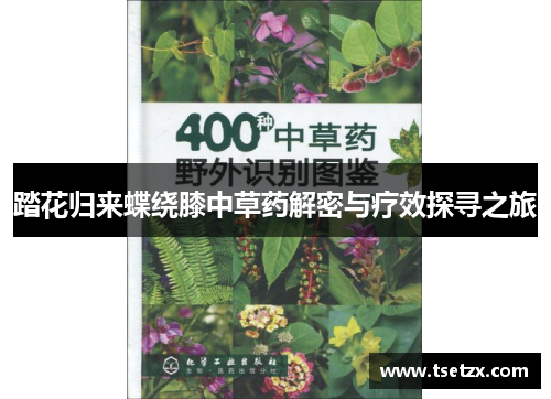 踏花归来蝶绕膝中草药解密与疗效探寻之旅